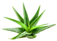 Aloe Vera для здоровья организма и восстановления ЖКТ