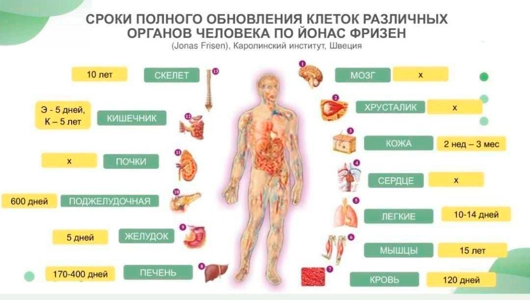 Обновление клеток организма человека